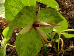 صورة Trillium ludovicianum Harb.