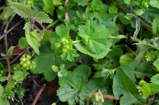 صورة Alchemilla filicaulis Buser