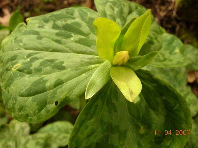 Trillium luteum (Muhl.) Harb. resmi