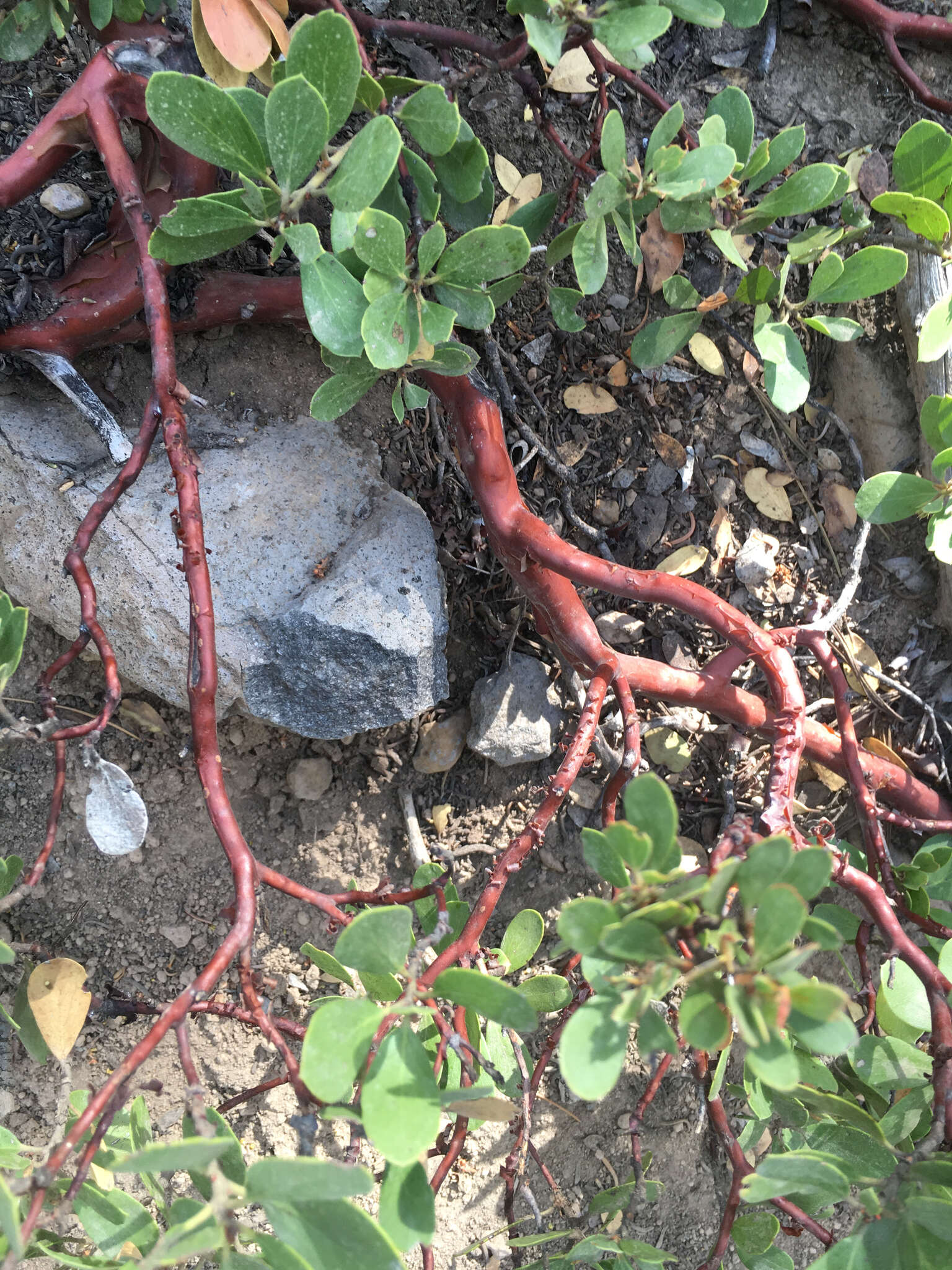 Imagem de Arctostaphylos nevadensis A. Gray