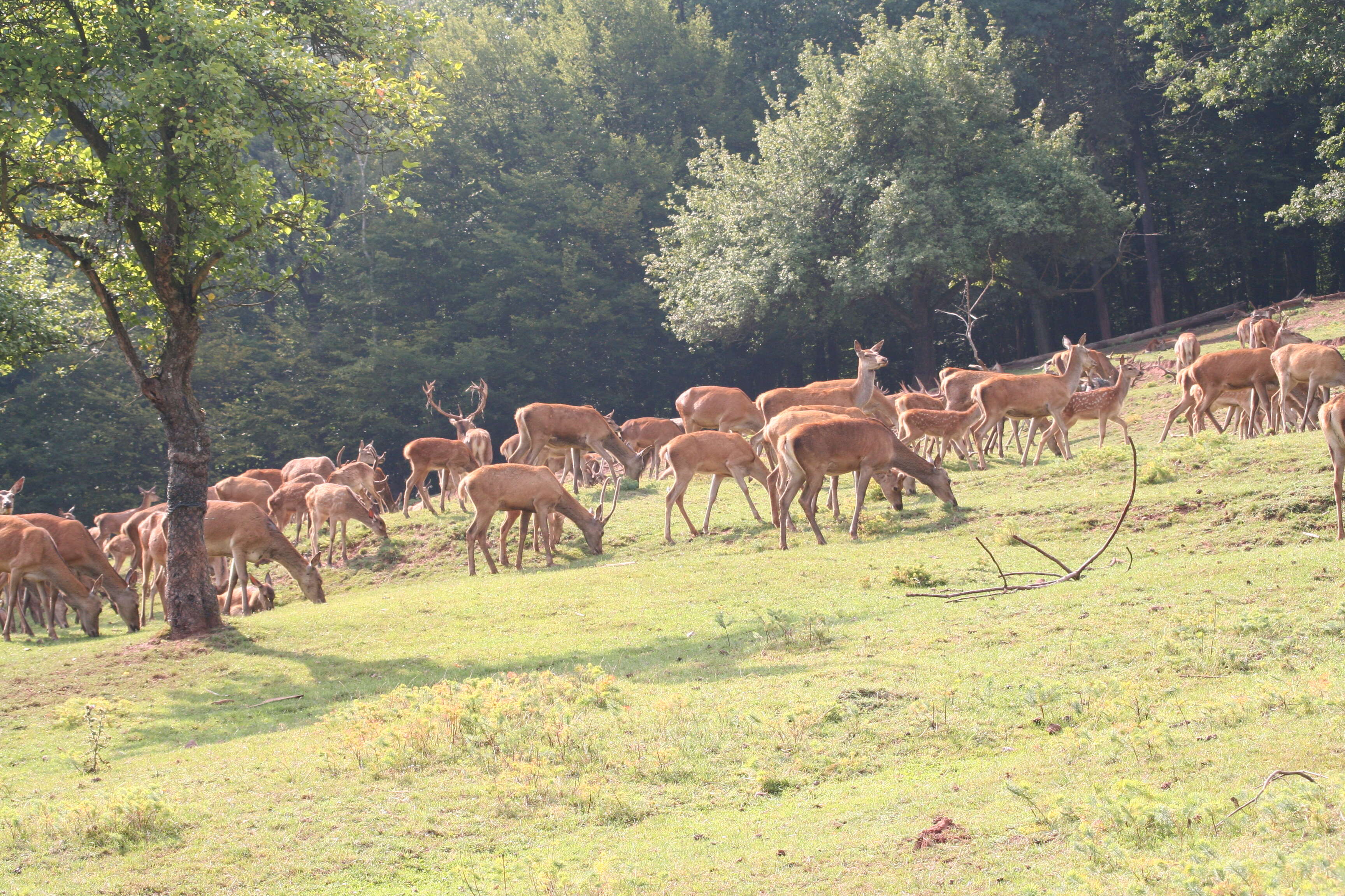 Image of Red Deer