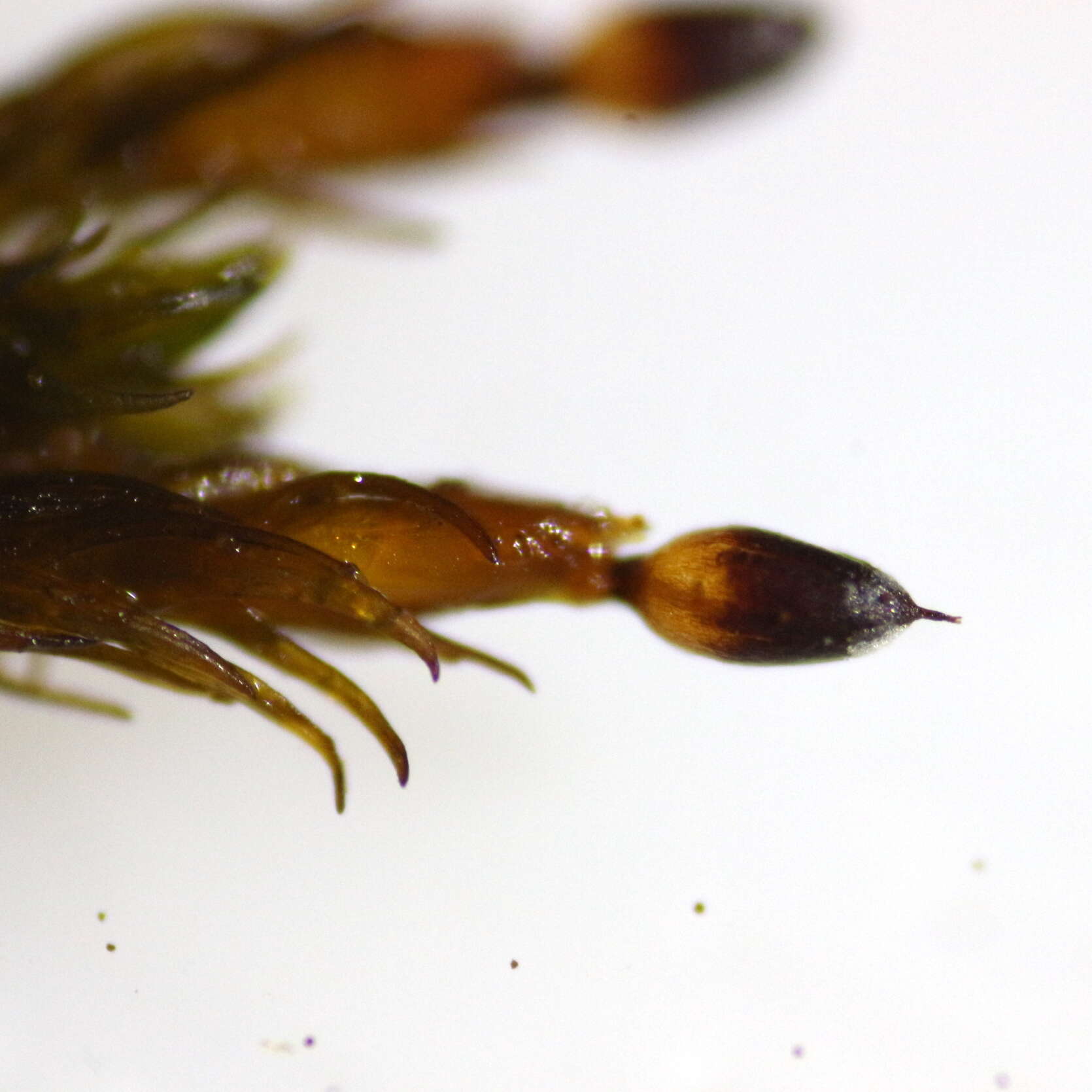 Image of Roth's andreaea moss