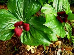 Imagem de Trillium sulcatum T. S. Patrick