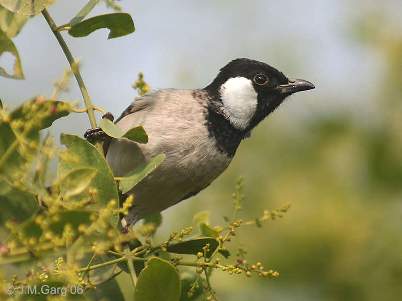 Image of White-eared Bulbul