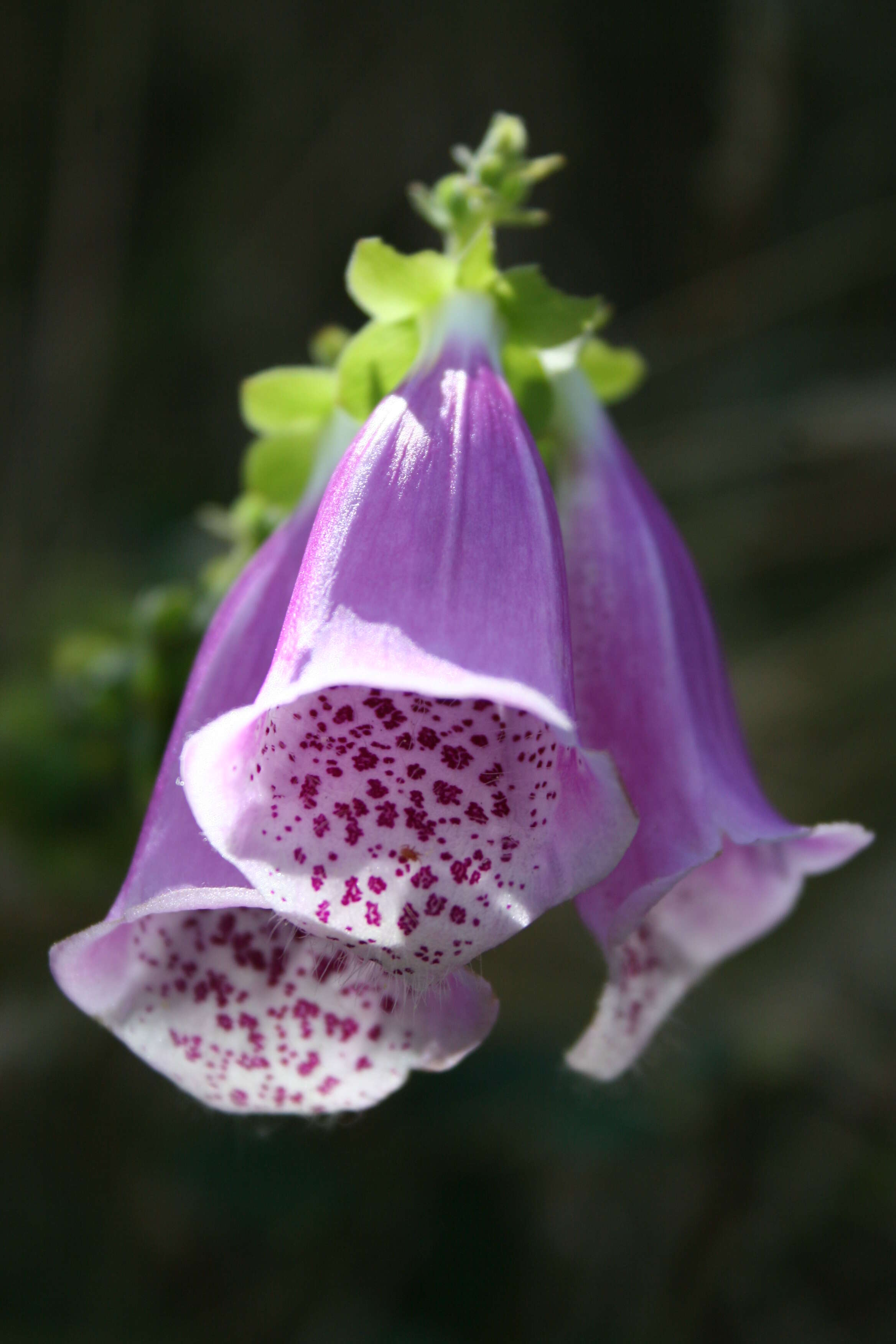 Imagem de Digitalis purpurea L.