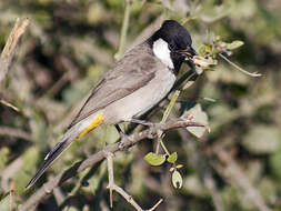 Image of White-eared Bulbul