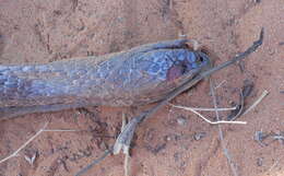 صورة Naja senegalensis Trape, Chirio & Wüster 2009