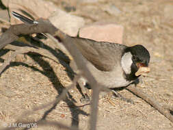 Image of White-eared Bulbul