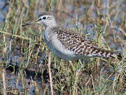 Image of Wood Sandpiper