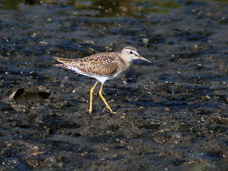 Image of Wood Sandpiper