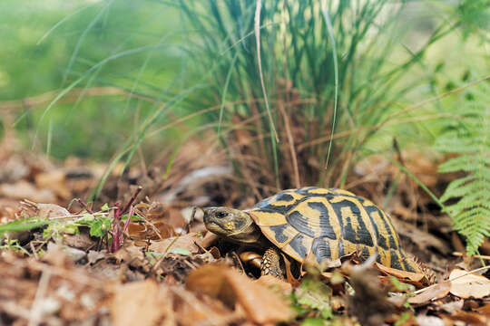 Testudo hermanni hermanni Gmelin 1789的圖片