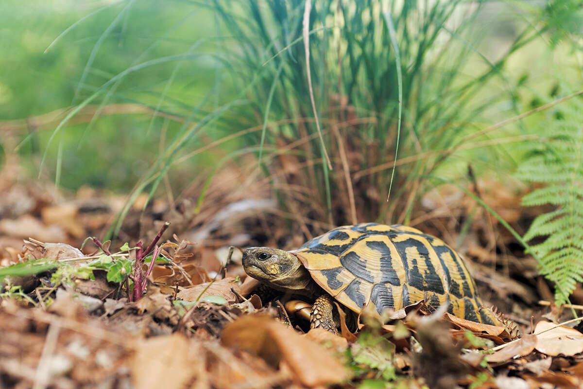 Image of Western Hermann's Tortoise