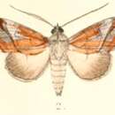 Image of Risoba variegata Moore 1882