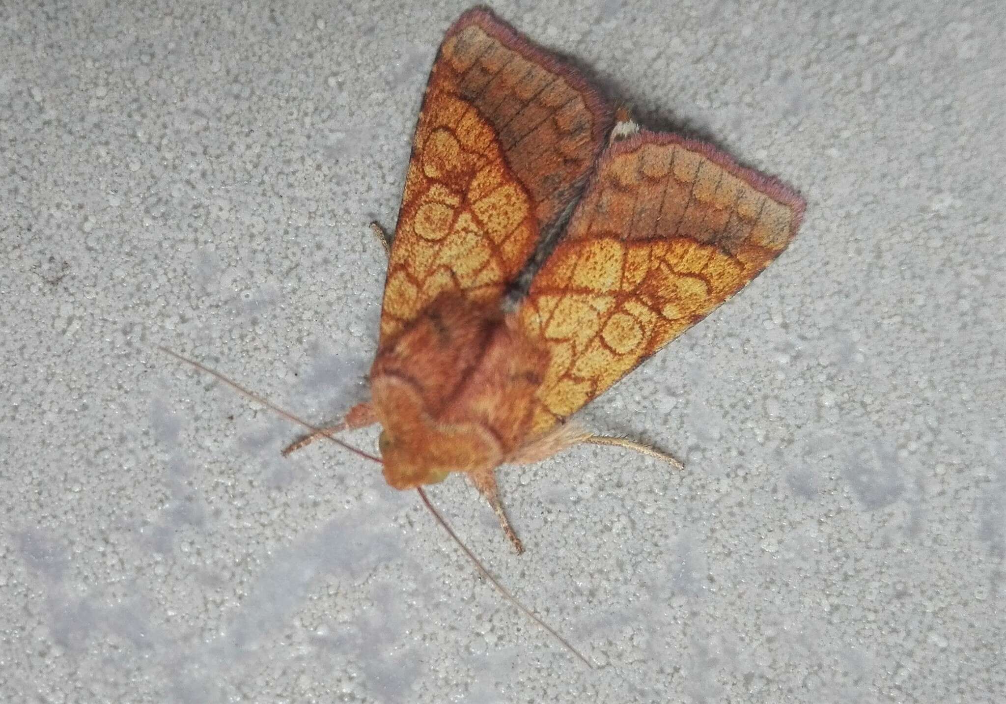 Image of bordered sallow