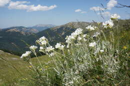 Imagem de Cerastium biebersteinii DC.