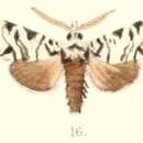 Image of Chandata partita Moore 1882