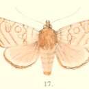 Image of Hermonassa sinuata Moore 1881