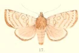 Image of Hermonassa sinuata Moore 1881