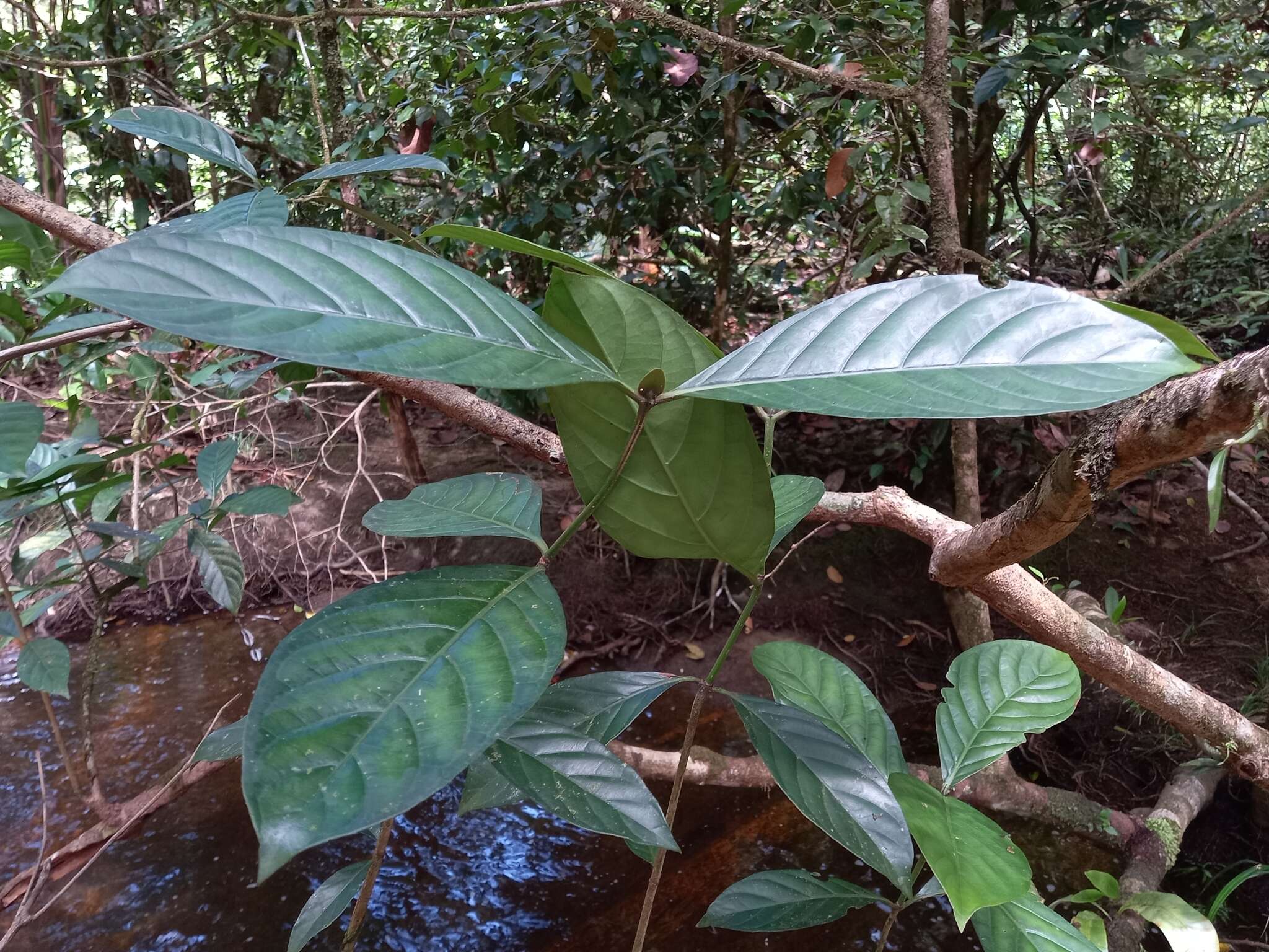 Image of Psychotria cupularis (Müll. Arg.) Standl.