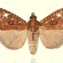 Image of Feliniopsis leucostigma Moore 1867
