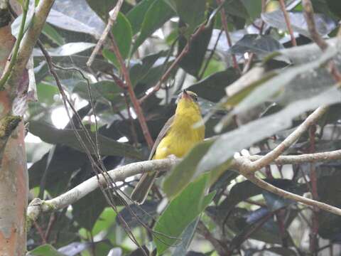 Image of Bornean Whistler