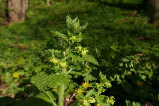 Image de Scrophularia vernalis L.