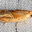 Image of Moth