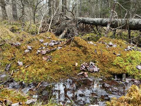 Imagem de Sphagnum flavicomans Warnstorf 1911