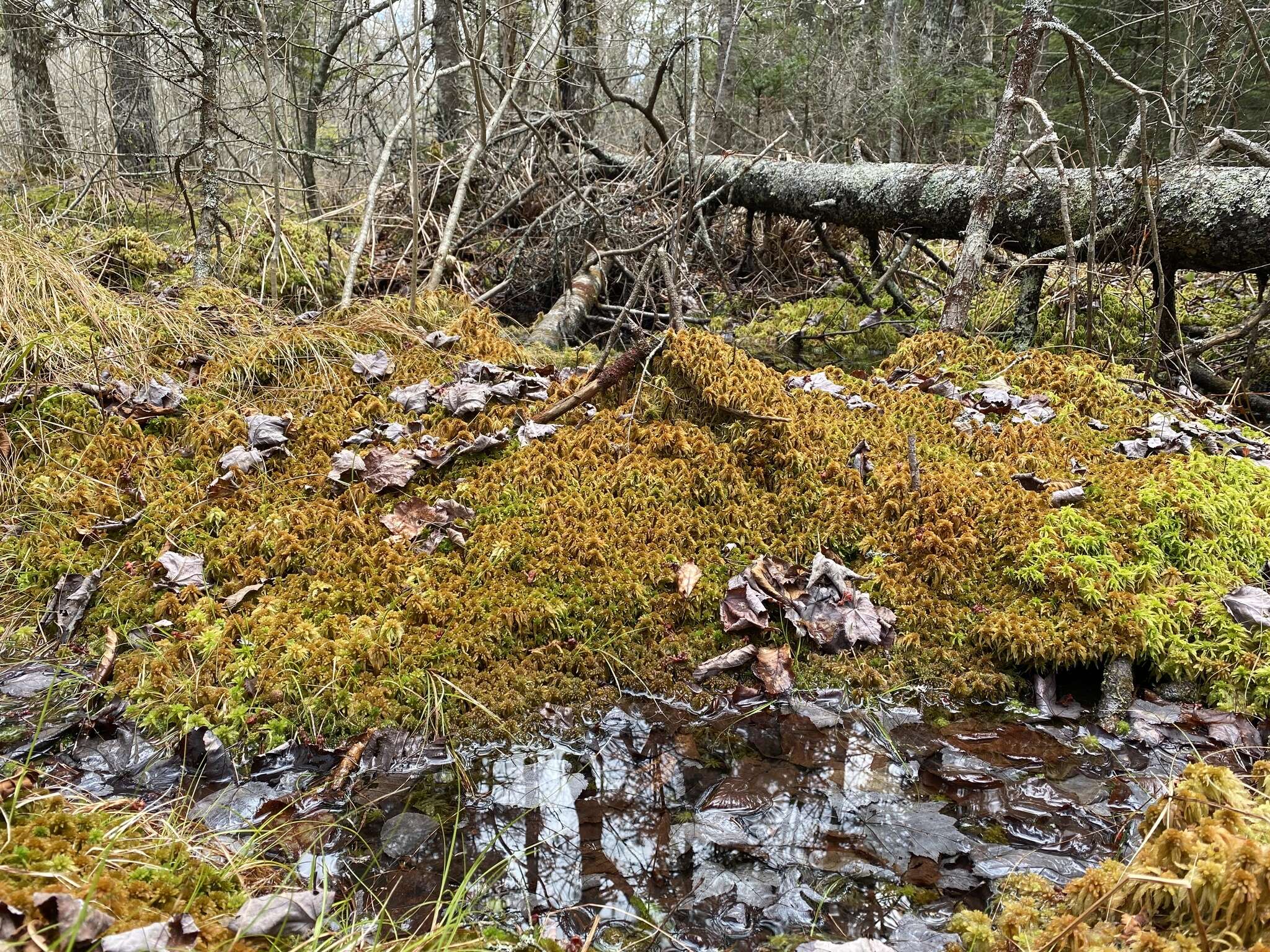 Image of sphagnum