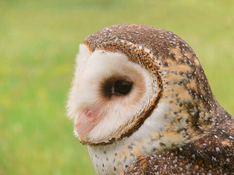 Image of Australian Masked Owl