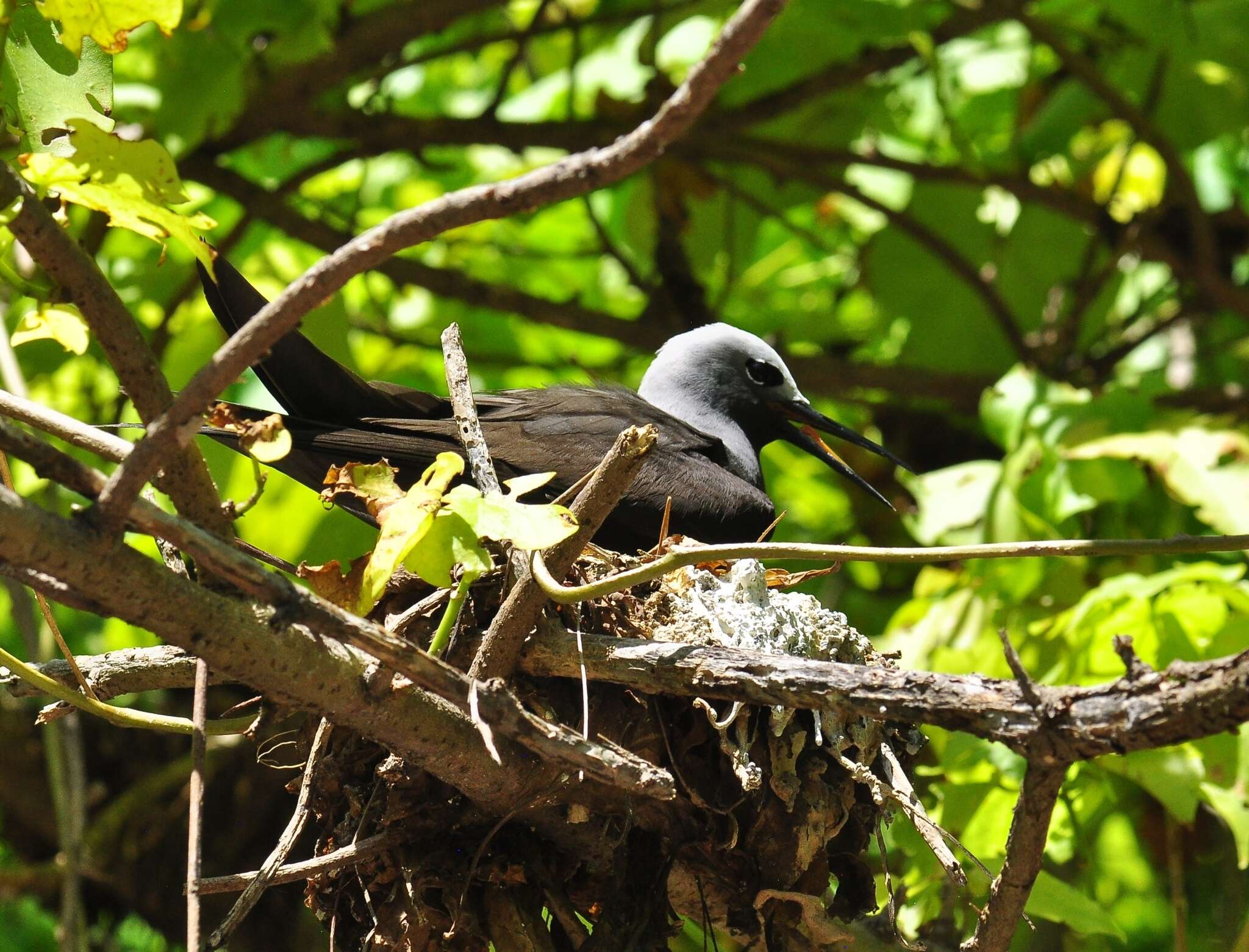 Anous tenuirostris (Temminck 1823) resmi