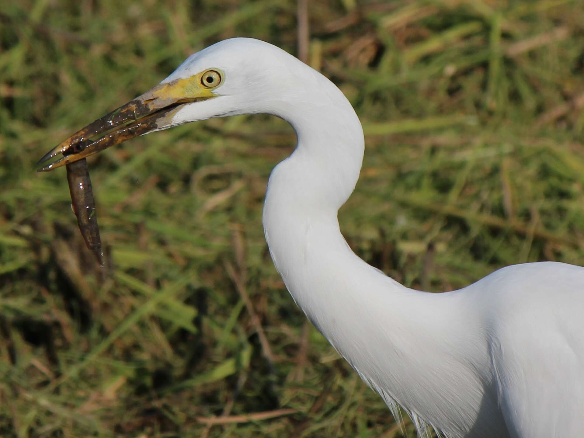 Image of Egretta Forster & T 1817