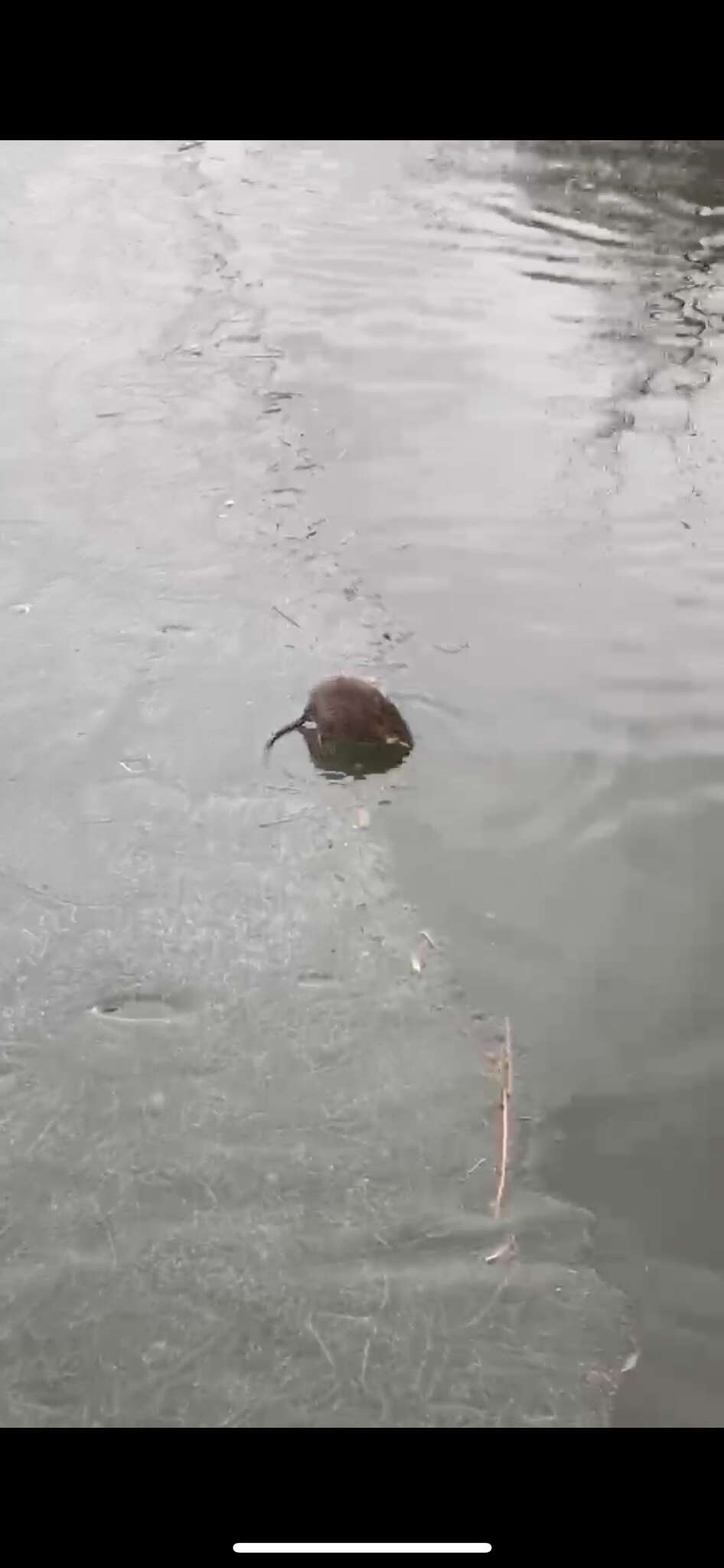 Image of American Water Shrew