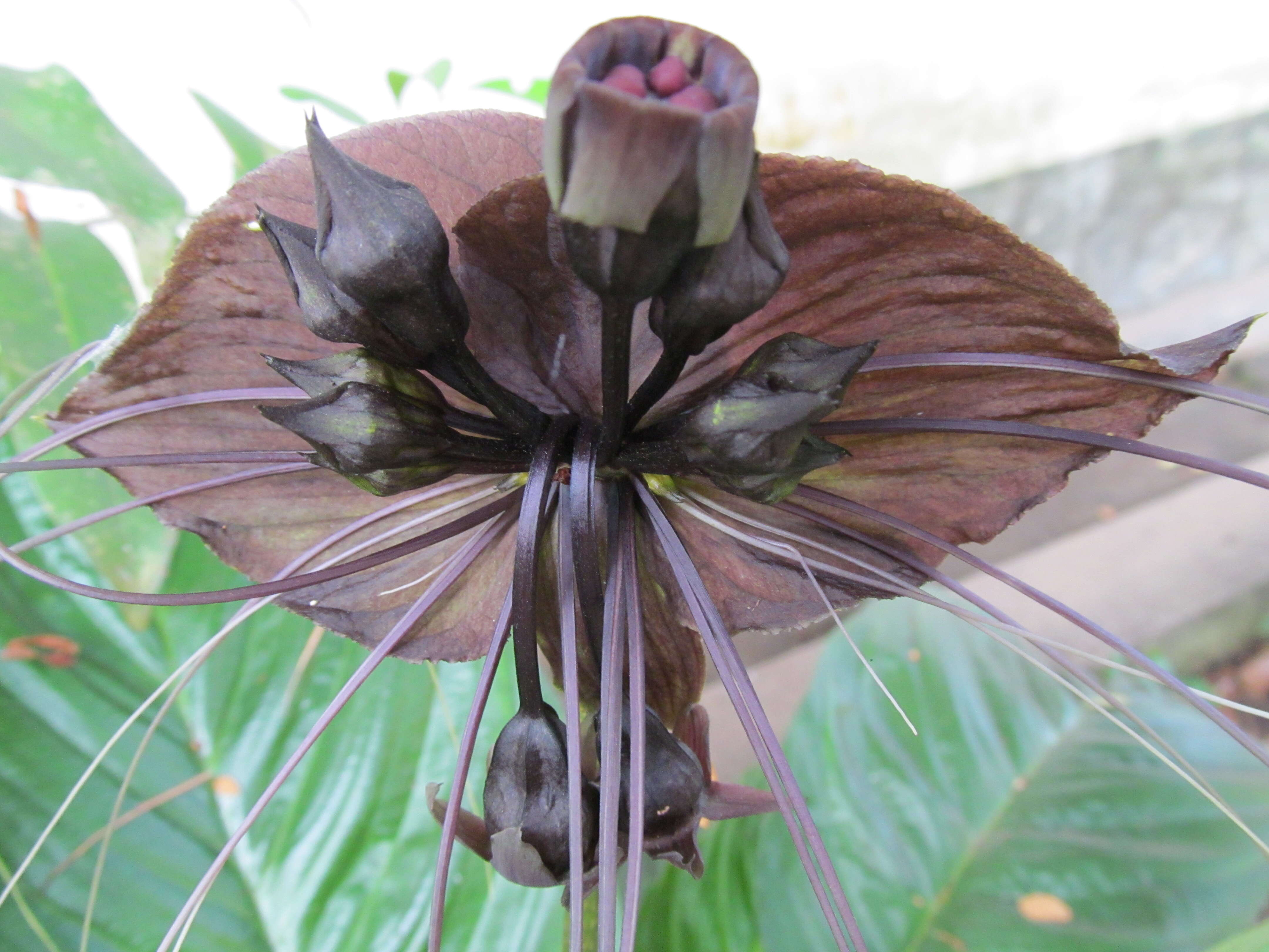 Image of black bat flower