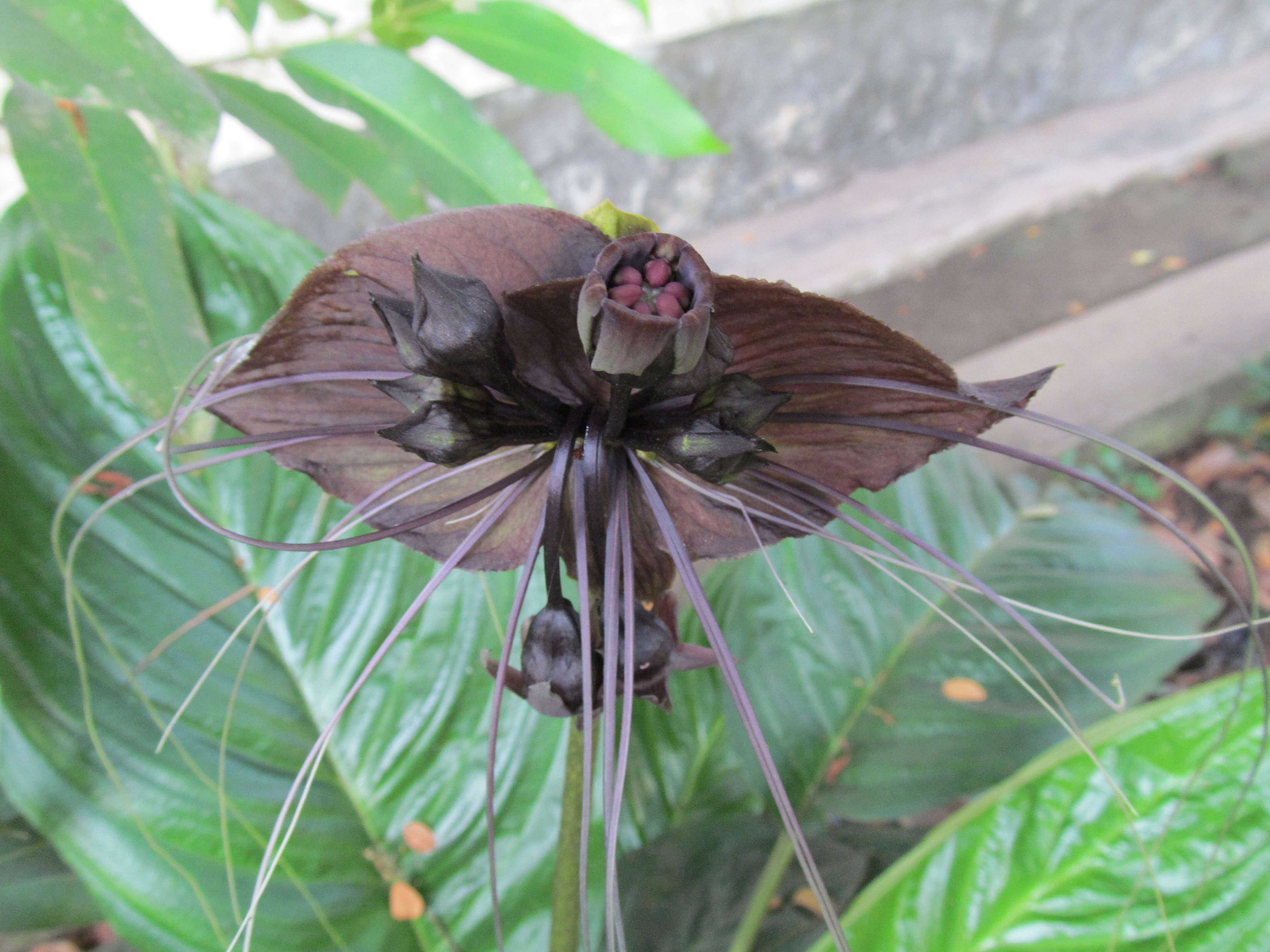 Image of black bat flower