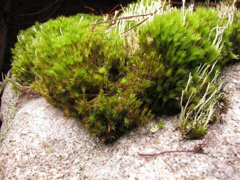 Image of campylopus moss