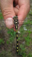 Image of Arrowhead Spiketail