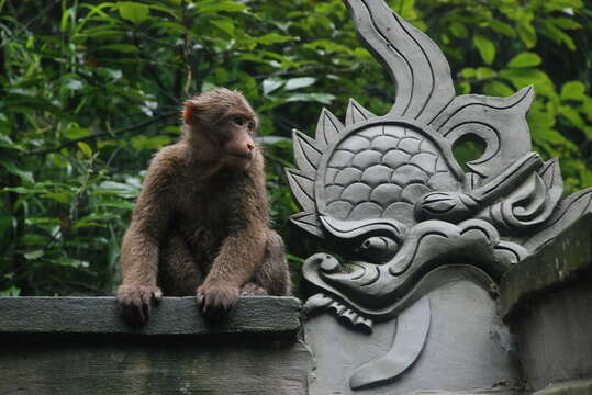 Image of Milne-Edwards’s Macaque