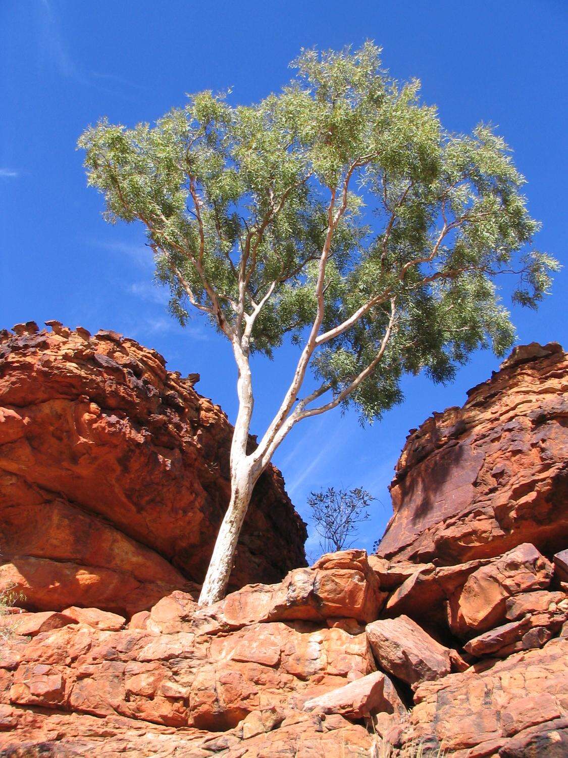 Image of Corymbia aparrerinja K. D. Hill & L. A. S. Johnson