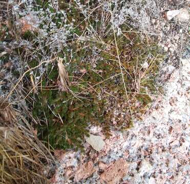 Image de Selaginella peruviana (Milde) Hieron.