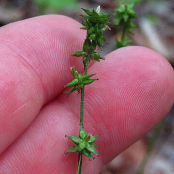 Image of rosy sedge