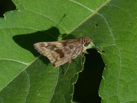 Image of Pompeius Skipper