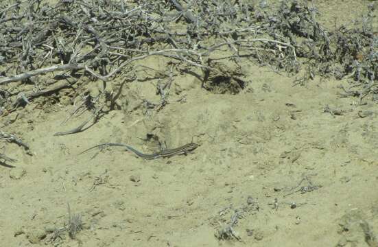 Image of Baja California Whiptail