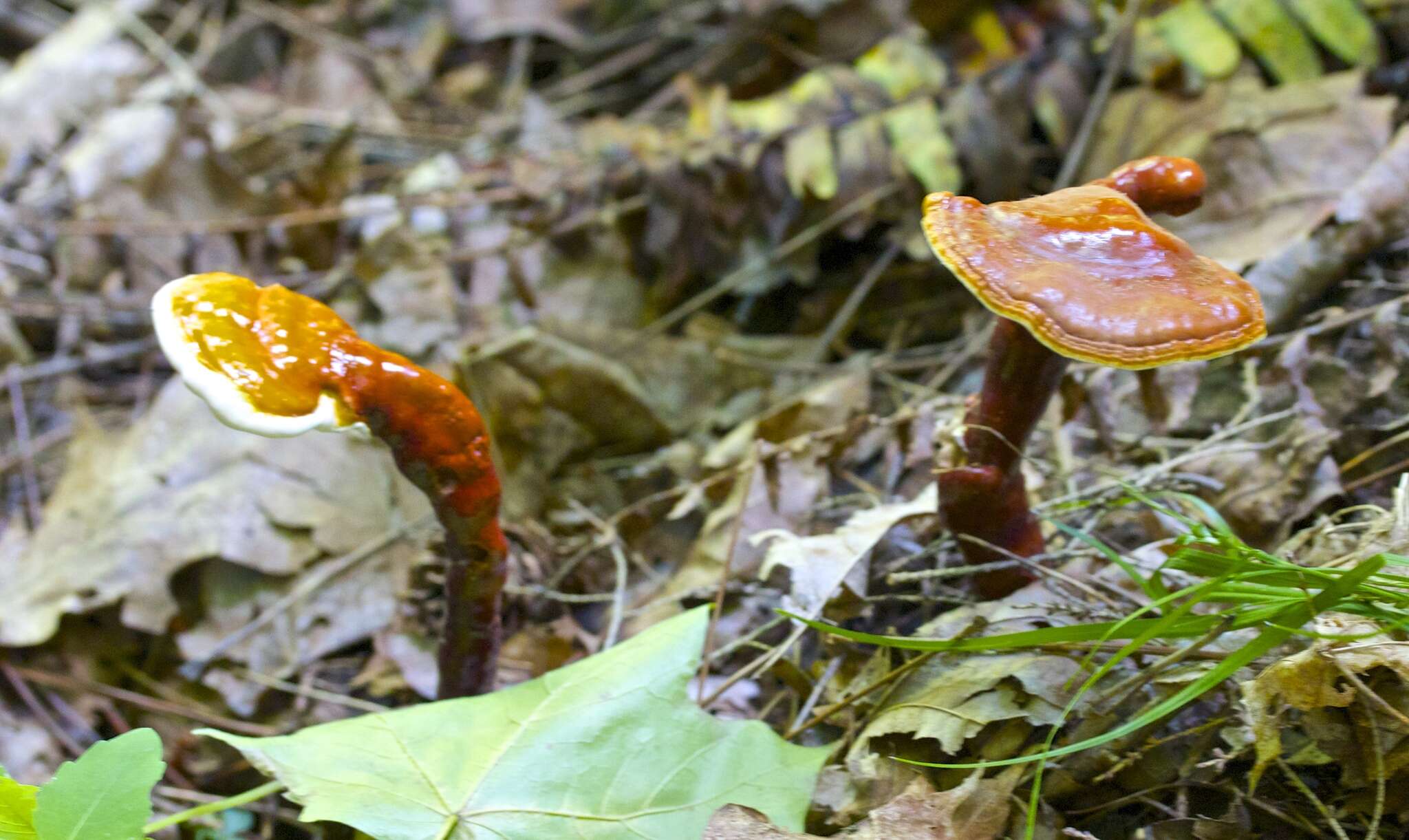 Image of Ganoderma tsugae Murrill 1902