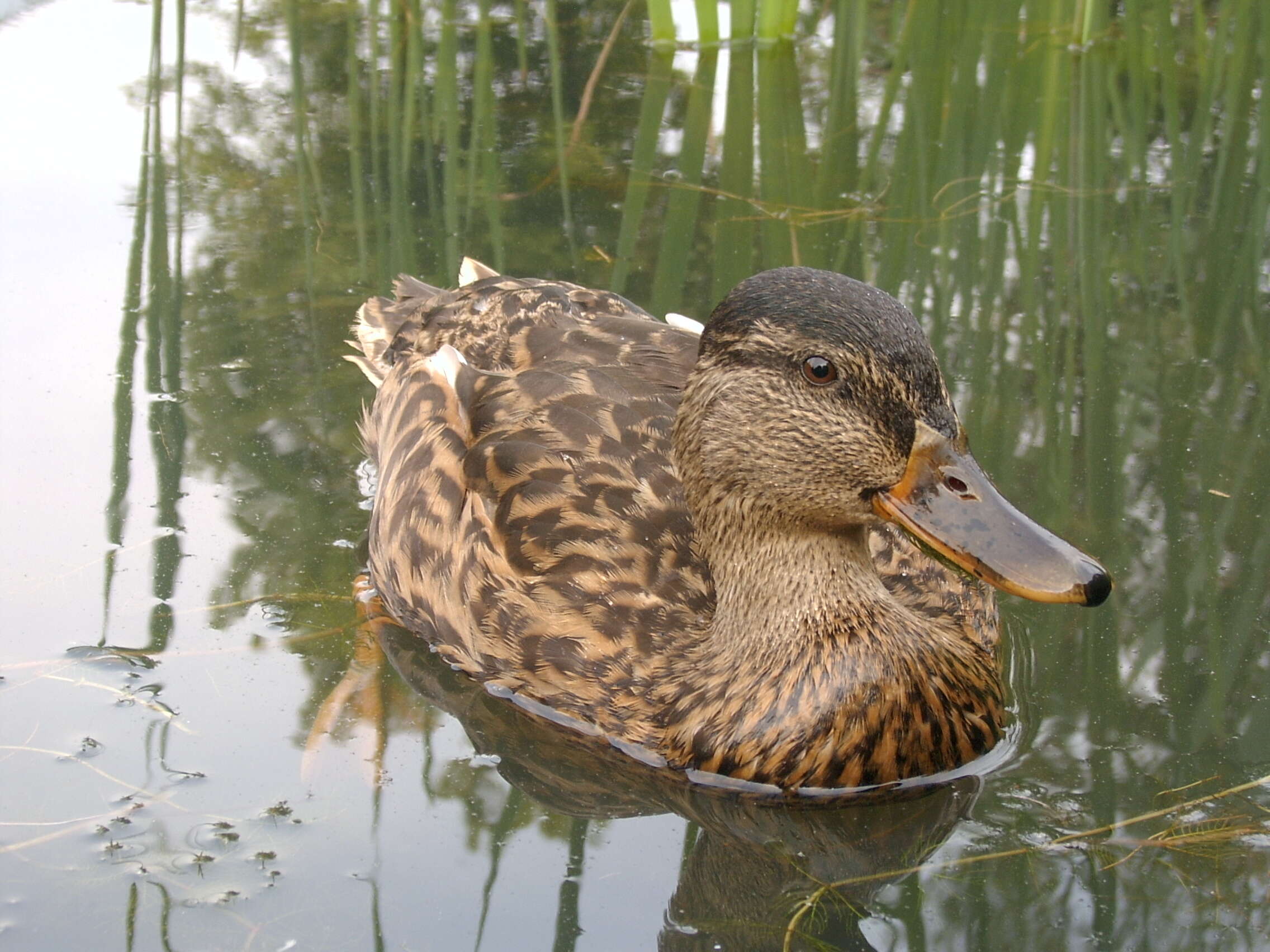 Image of Common Mallard