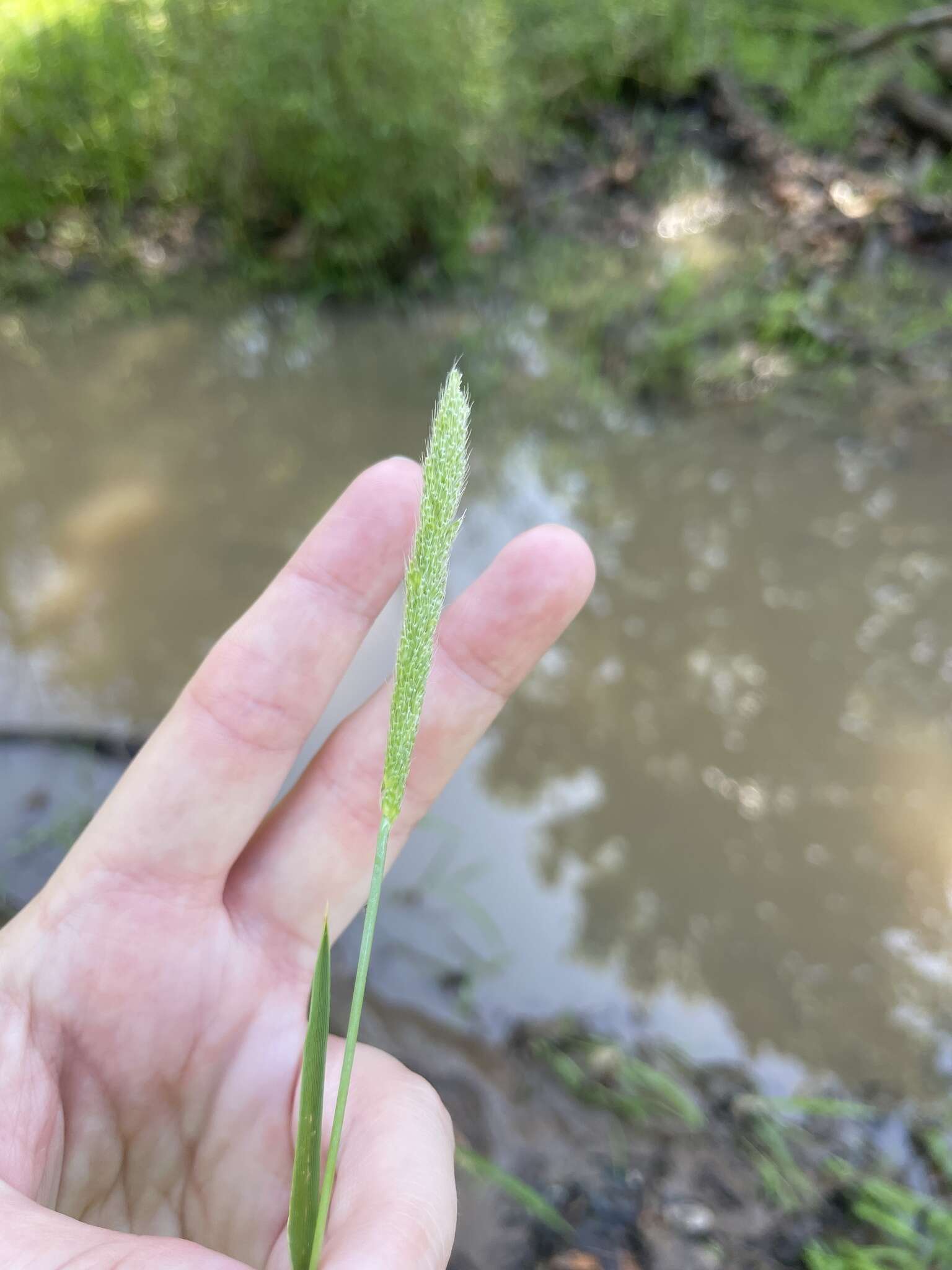 Image of dense silkybent