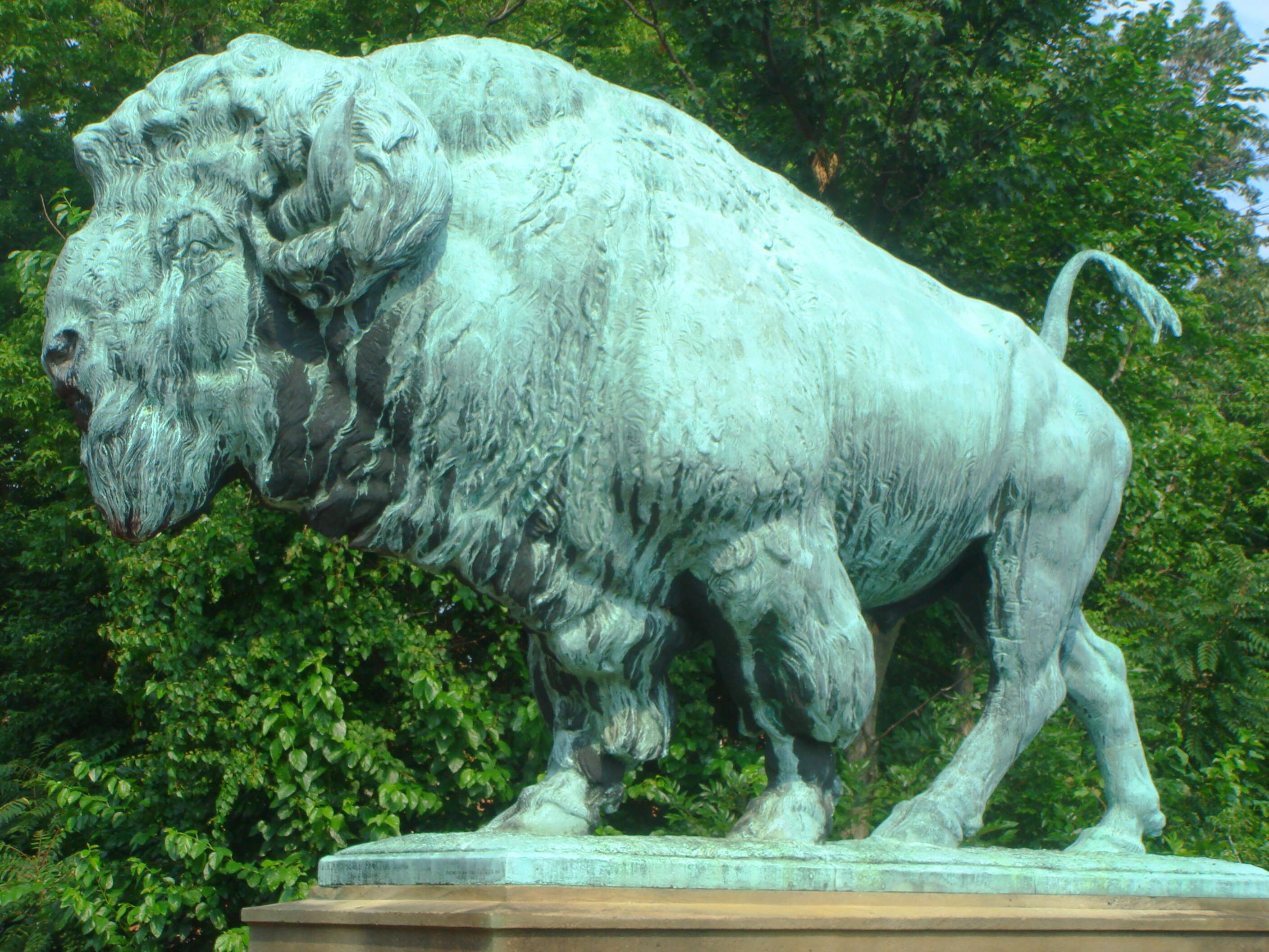 Image of American Bison