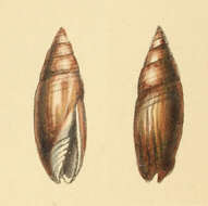 Image of Swainsonia fusca (Swainson 1824)