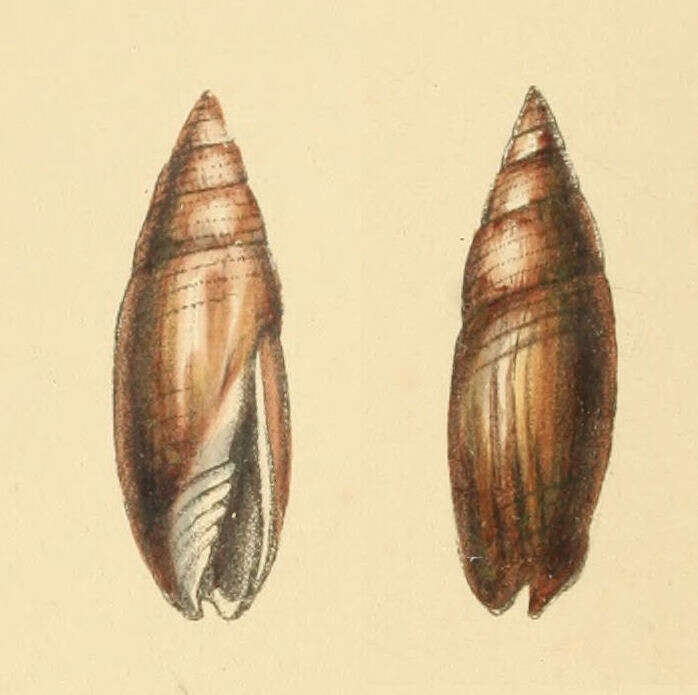 Image of Swainsonia fusca (Swainson 1824)