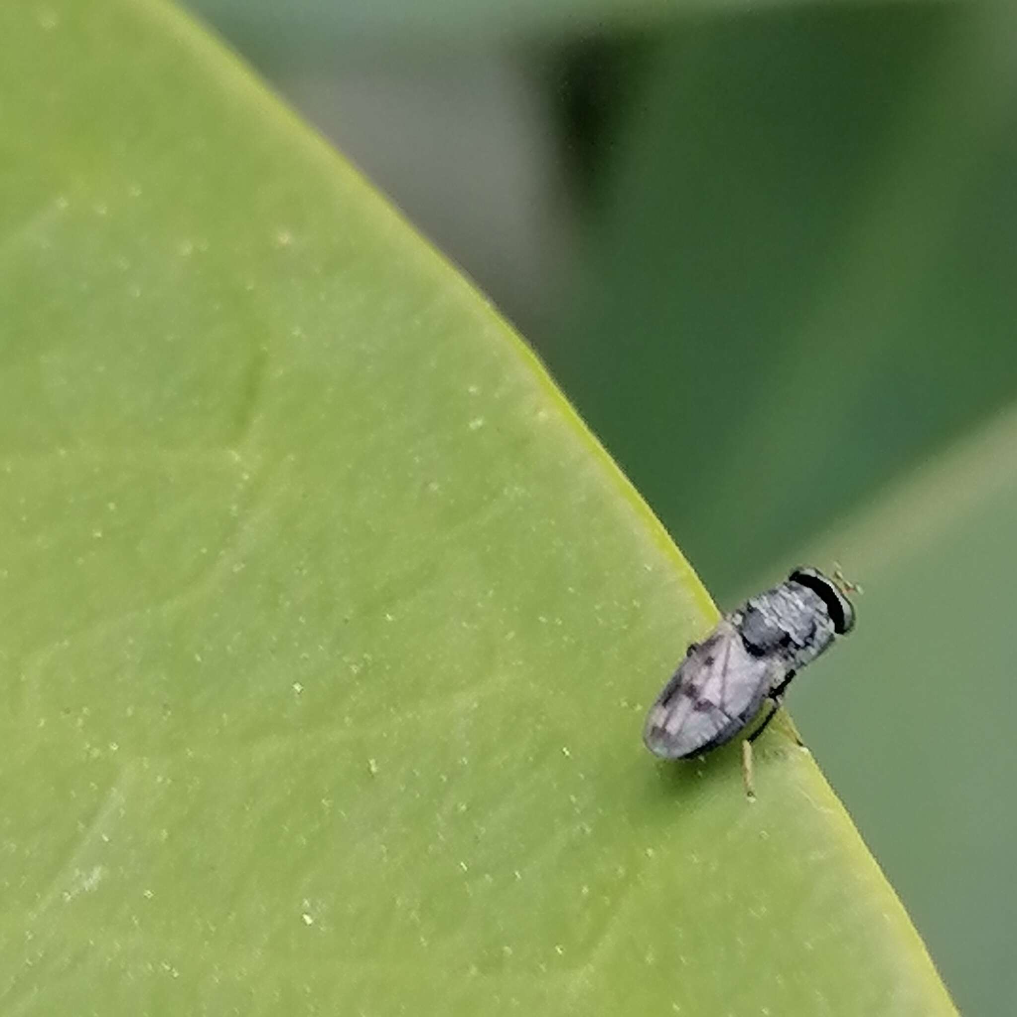 Image of Shore fly